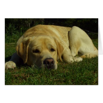 Boredom - Labrador in green grass by Rainmountain