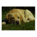 Boredom - Labrador in green grass cards