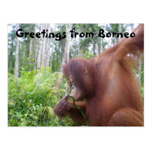 Borneo Adventure Travel Post Cards