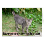 Borneo Cat cards