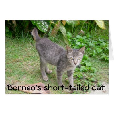 Borneo Cat Greeting Cards by Rebecca_Reeder