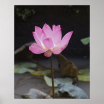 Borneo Grown Posters