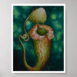 Borneo Nepenthes Platychila Watercolor Art Poster