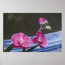 Borneo Orchids Posters