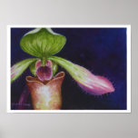 Borneo Slipper Orchid P.Hookerae Watercolor Art Po posters