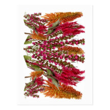 Boronia Lipstick Flower Show Postcard