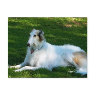 "Borzoi" Dog Photography Postcard by CharlottesPhotos