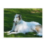 "Borzoi" Dog Photography Postcard