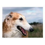 Borzoi Post Card