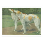 Borzoi (Russian Wolfhound) Postcard