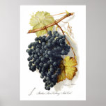 Bosqui Mignon CA Wine Grapes posters