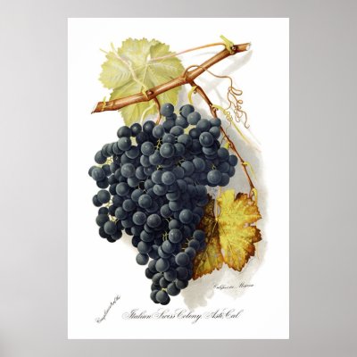 Bosqui Mignon CA Wine Grapes Print by westpaper