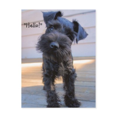 Bossy Little Miniature Schnauzer Puppy Postcard by karykid