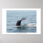 Boston Harbour Whale - Colour