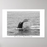 Boston Harbour Whale
