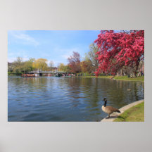 Boston Public Garden Pond and Canada Goose Poster