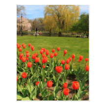 Boston Public Garden Tulips Postcard