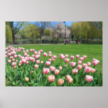 Boston Public Garden Tulips Purple Poster