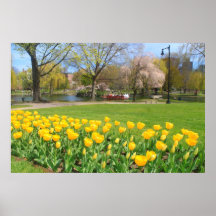 Boston Public Garden Yellow Tulips Print