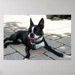 Boston Terrier Boston-5 Print