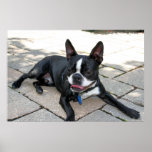 Boston Terrier Boston-6 Print