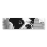 Boston Terrier Bumper Sticker bumper stickers