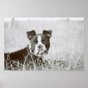 Boston Terrier/ Buster Capone 2 posters