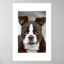 Boston Terrier/ "Buster-Capone" posters