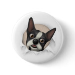 Boston Terrier Busting Out buttons