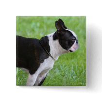 Boston Terrier button