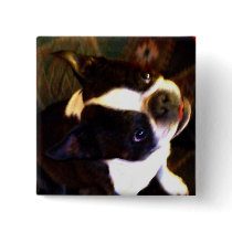 Boston Terrier button