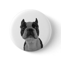boston terrier button
