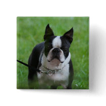 Boston Terrier button