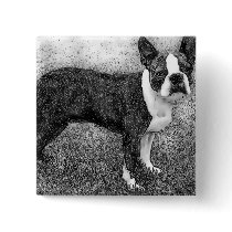 Boston Terrier button