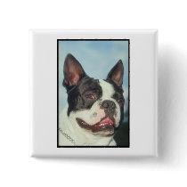 Boston Terrier Pinback Button