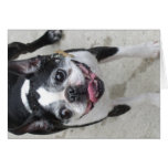 boston terrier cards