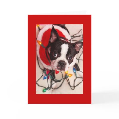 Boston Terrier Christmas Lights Santa Greeting Car Greeting Card by foothillsmkt