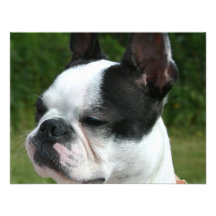 Boston Terrier Dog Invitation
