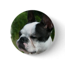 Boston Terrier Dog Photo Round Button