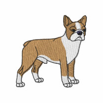 Boston Terrier