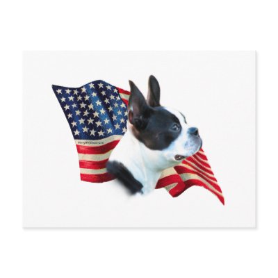 Boston Terrier Flag Postcard by GreyWolfCreation