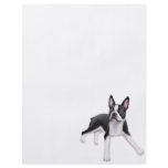 Boston Terrier Flyer