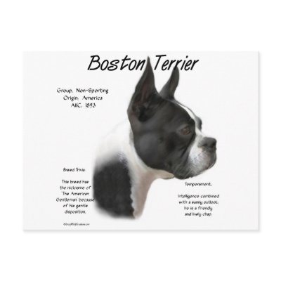 Boston Terrier History Design by GreyWolfCreation