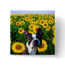 Boston Terrier in Sunflowers button