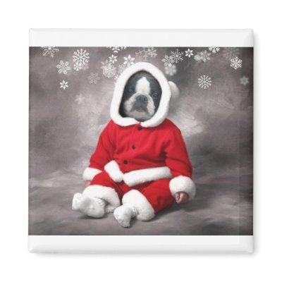 BOSTON TERRIER IN XMAS OUTFIT FRIDGE MAGNETS by SUNZUP4U