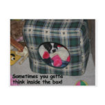 Boston Terrier:insidebox Post Cards
