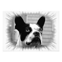 Boston Terrier Invitation