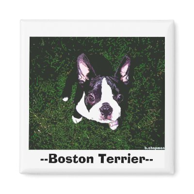--Boston Terrier-- Fridge Magnet by chapco