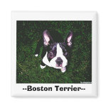 --Boston Terrier-- magnets