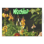 Boston Terrier:  Mischief Greeting Cards